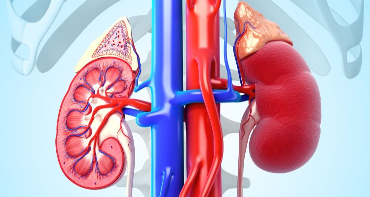 Stage 2 Kidney Disease Internal Warning Signs
